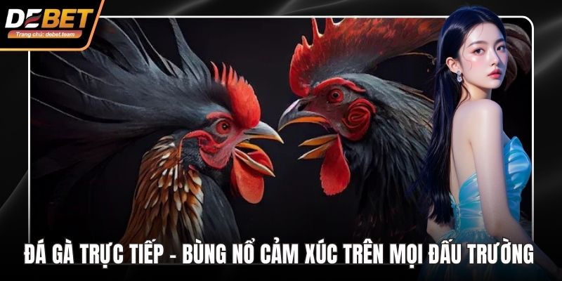 Đá gà trực tiếp