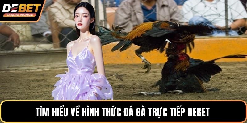 Tìm hiểu về hình thức đá gà trực tiếp Debet